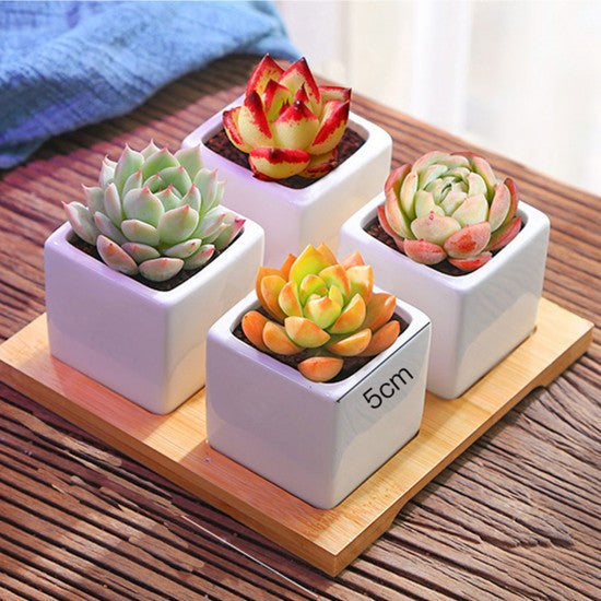Square Planter Mold CRM023 (Pack Of 5)