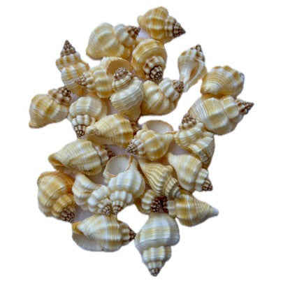 Sea Shell (Pack Of 50gm) SS001 to SS005