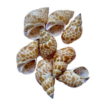 Sea Shell (Pack Of 50gm) SS001 to SS005