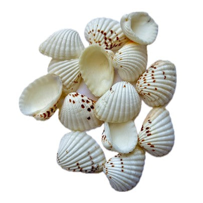 Sea Shell (Pack Of 50gm) SS001 to SS005