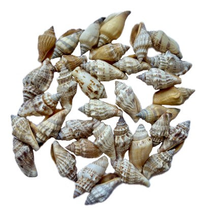 Sea Shell (Pack Of 50gm) SS001 to SS005