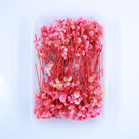 Baby Breath Pink(1 Box) - NDF005