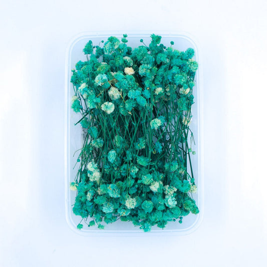 Baby Breath Aqua Green(1 Box) - NDF006