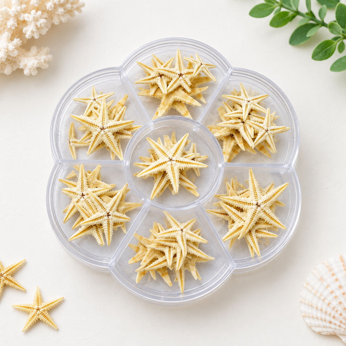 Mini Star Fish(Small Size) - SS006