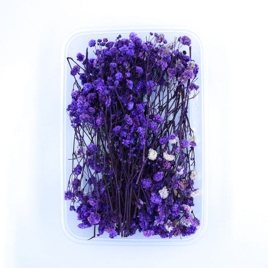 Baby Breath Violet(1 Box) - NDF004
